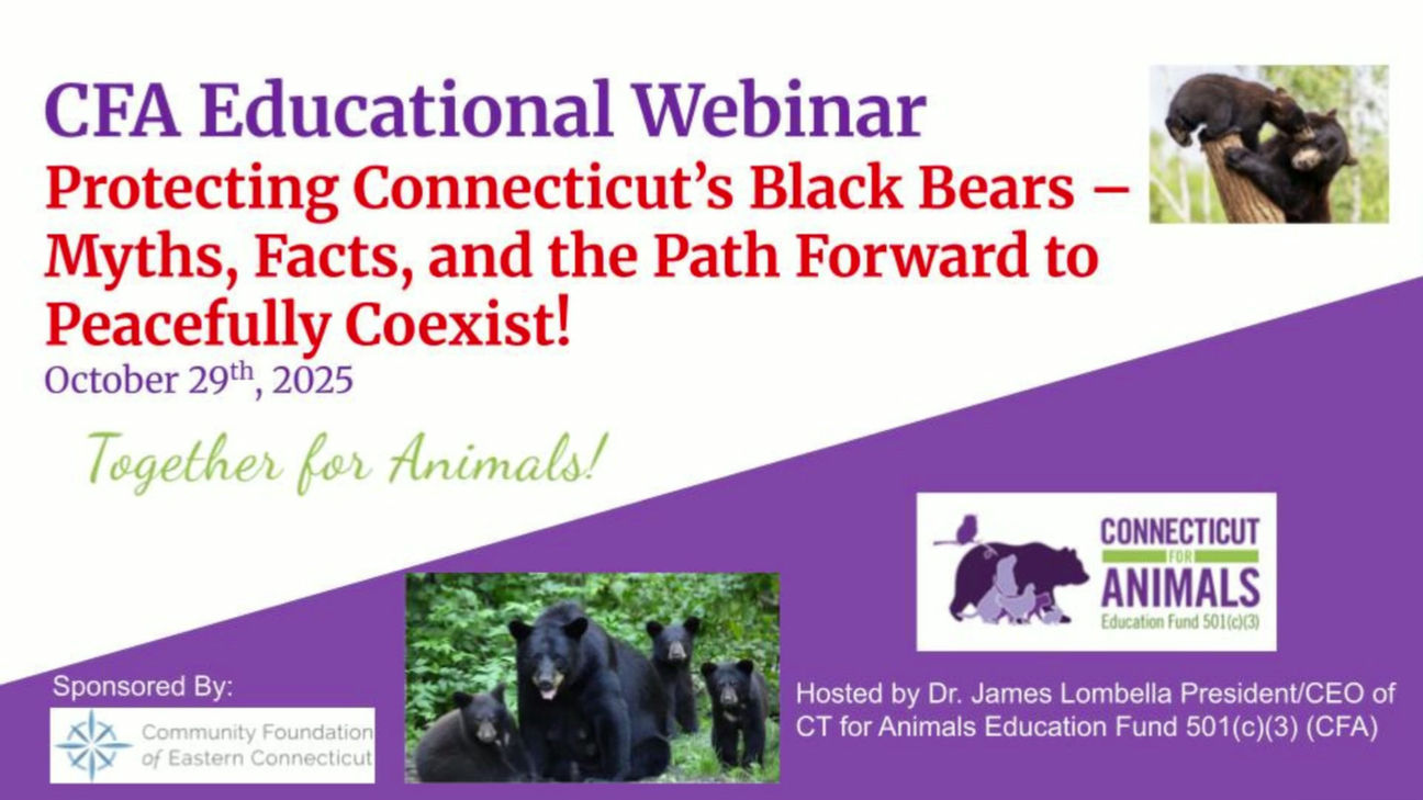 CFAWebinar_Protecting CT Black Bears